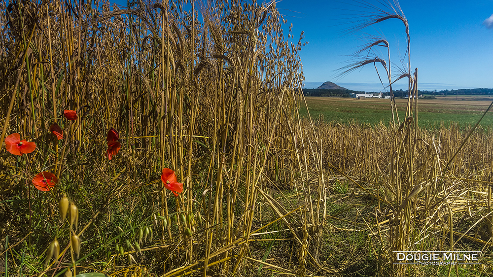 Berwick Law with Poppies  - Copyright Dougie Milne Photography 2016