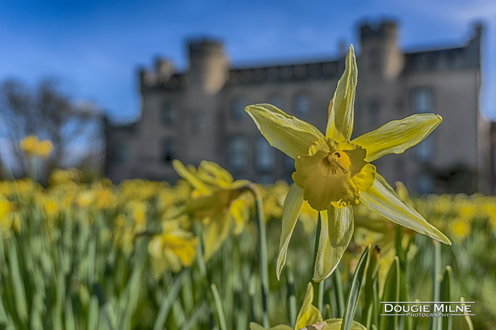 Daffodil  - Copyright Dougie Milne Photography 2017