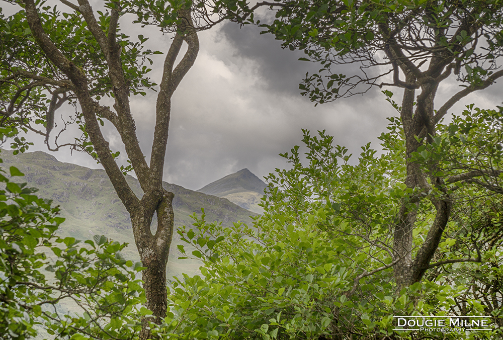 Ben Lui through the trees  - Copyright Dougie Milne Photography 2017