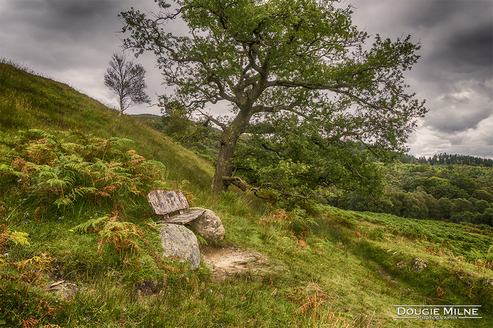 Oak Tree and Bench  - Copyright Dougie Milne Photography 2017