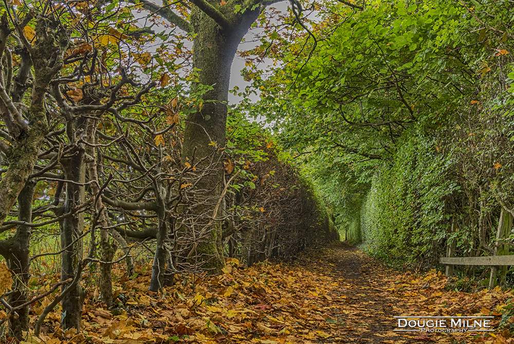 Beech Passage, Drymen  - Copyright Dougie Milne Photography 2017
