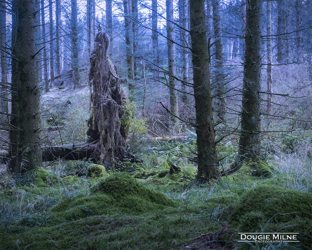 Garadhban Forest  - Copyright Dougie Milne Photography 2017
