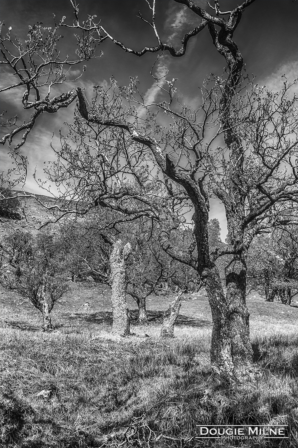 Trees on Ben Vorlich  - Copyright Dougie Milne Photography 2018