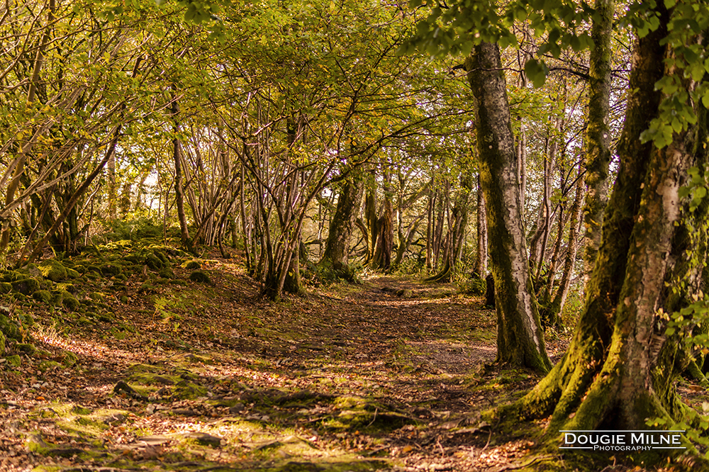 The Autumn Colours of Inchmahome  - Copyright Dougie Milne Photography 2018