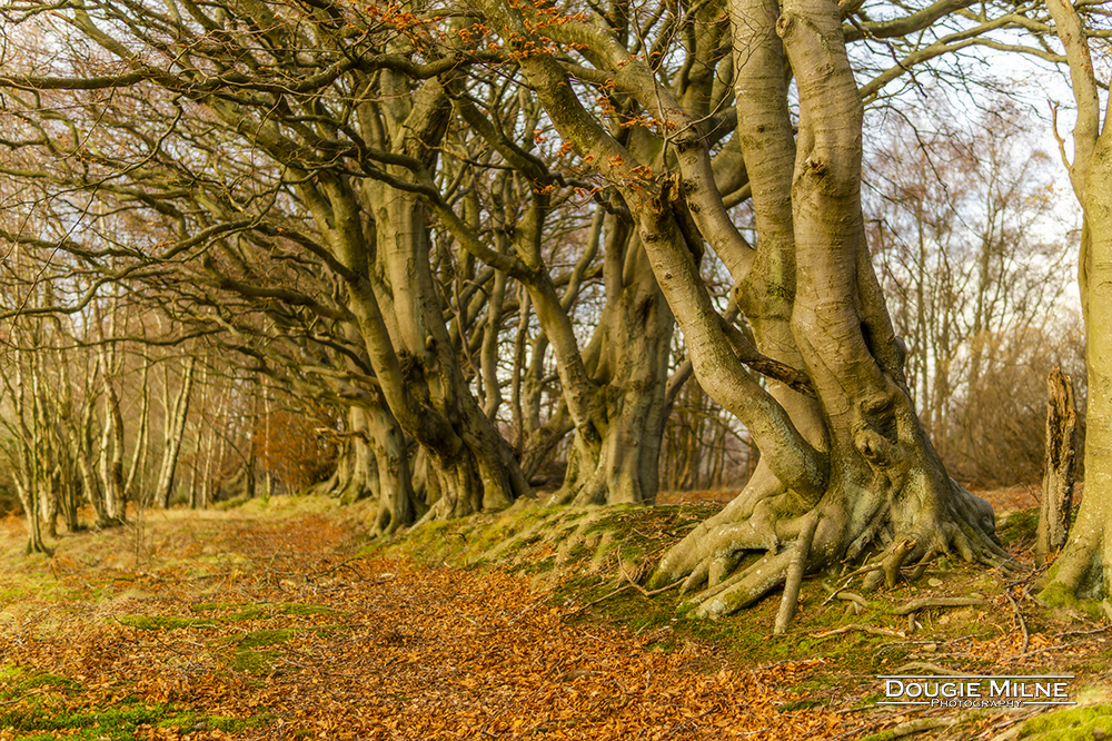 Linhouse Glen  - Copyright Dougie Milne Photography 2018