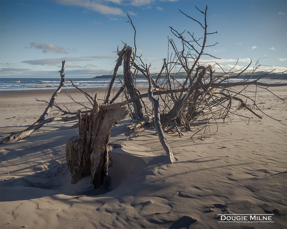 Driftwood  - Copyright Dougie Milne Photography 2024