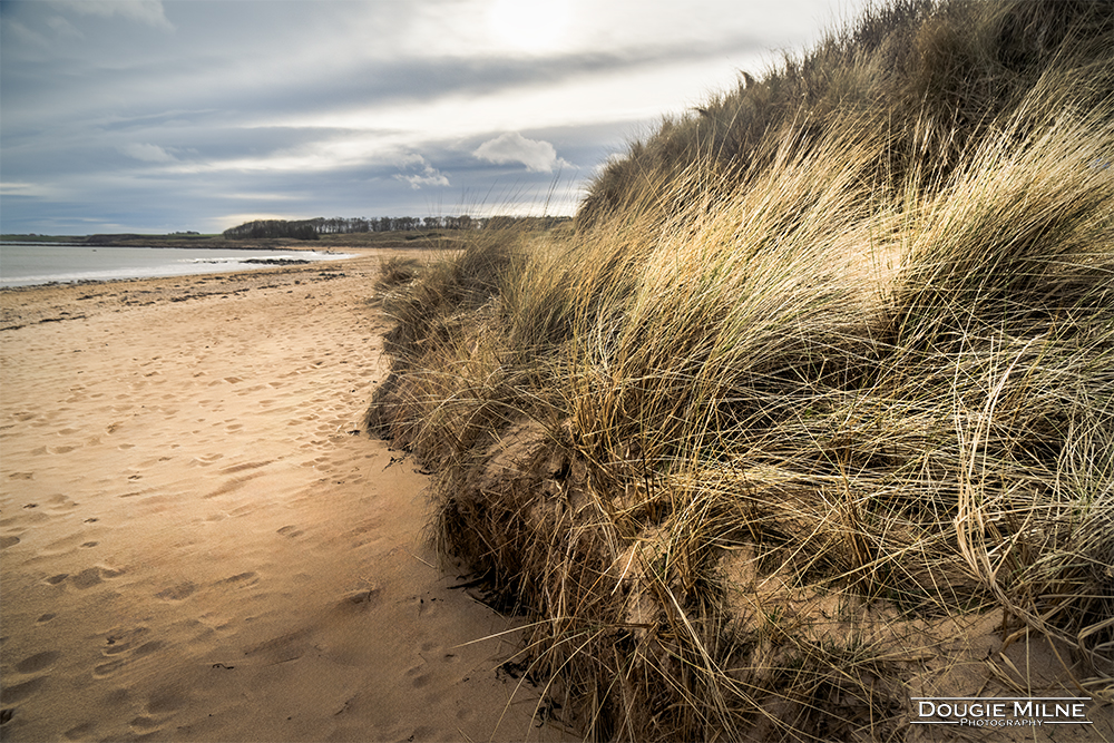 Kingsbarns Beach  - Copyright Dougie Milne Photography 2024