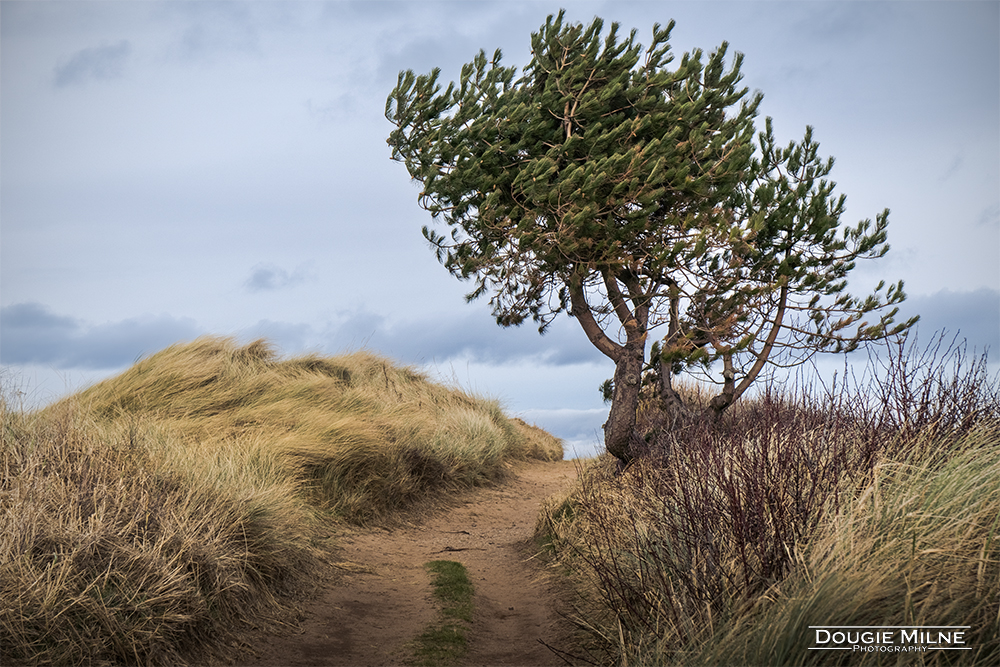 Kingsbarns Tree  - Copyright Dougie Milne Photography 2024