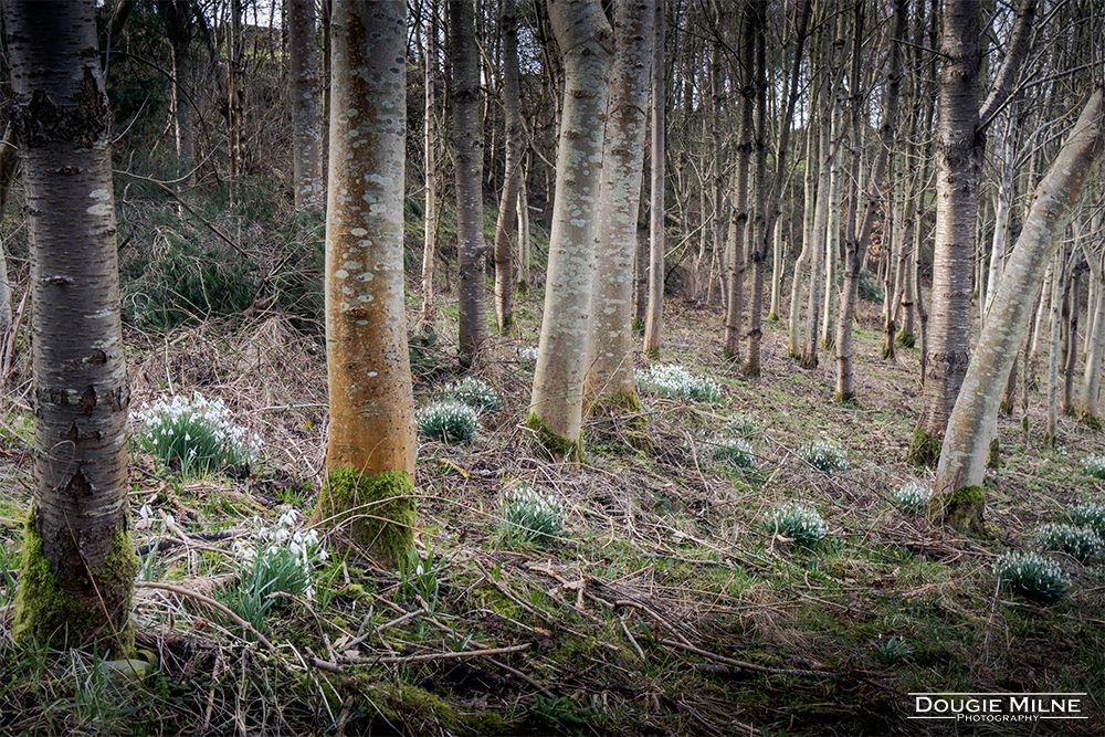 Willie's Wood, Balmullo  - Copyright Dougie Milne Photography 2024