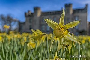 Picture of Daffodil