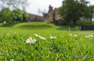 Picture of Pushing Up The Daisies