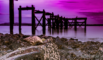 Picture of Hawkcraig Point, Aberdour