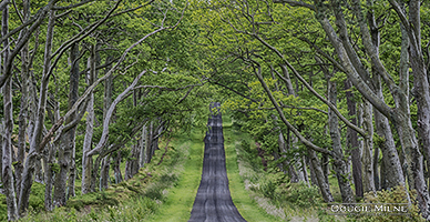 Picture of Approach to Bavelaw Castle