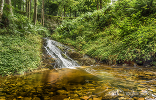 Picture of Glengoyne Burn