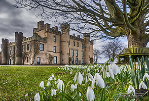 Picture of Snowdrops at the House of the Binns