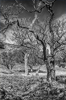 Picture of Trees on Ben Vorlich