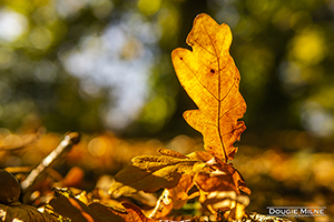 Picture of Oak Leaf in the Sun