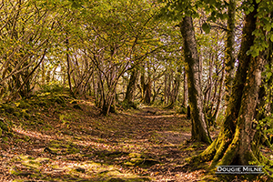 Picture of The Autumn Colours of Inchmahome