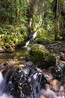 Picture of The Silver Burn