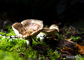 Picture of Fungi in my garden