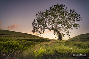 Picture of The Frandy Tree, Glen Devon