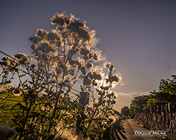 Picture of Thistledown